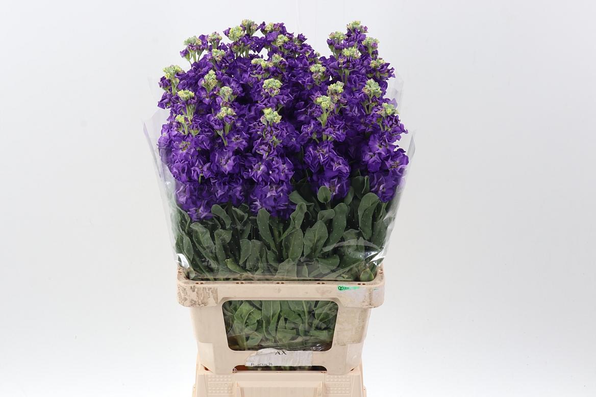 Срезанные цветы оптом Matthiola phantom purple от 30шт из Голландии с доставкой по России