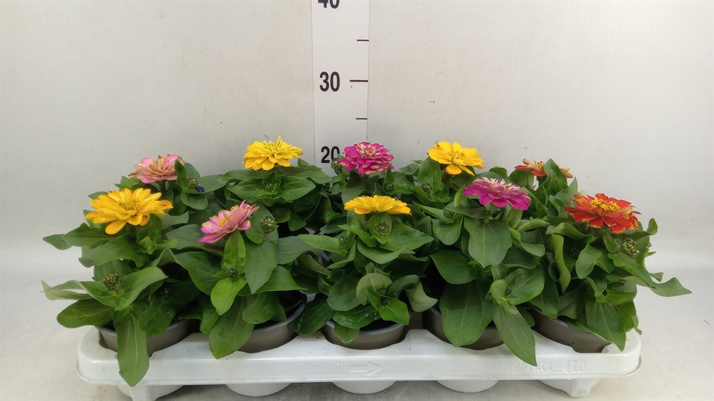 Горшечные цветы и растения оптом Zinnia   ...mix от 10шт из Голландии с доставкой по России