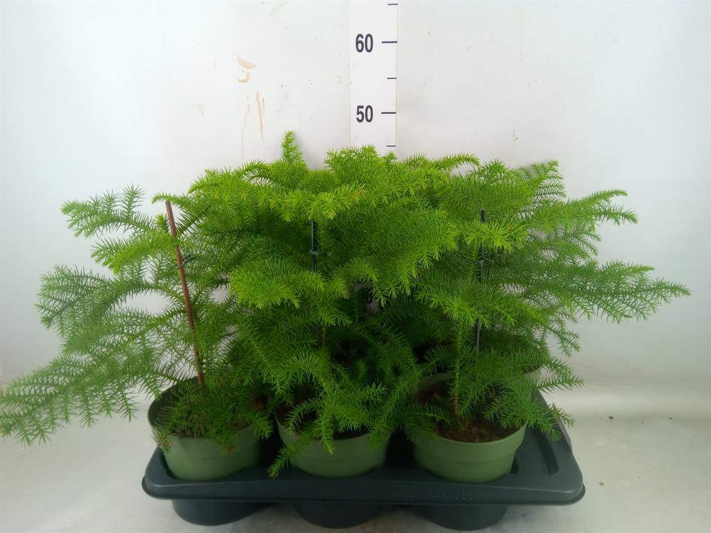 Горшечные цветы и растения оптом Araucaria Heterophylla от 6шт из Голландии с доставкой по России