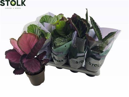 Горшечные цветы и растения оптом Calat Gem 4 Srt от 8шт' из Голландии с доставкой по России