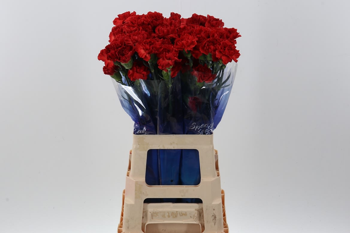 Срезанные цветы оптом Dianthus st alhambra от 80шт из Голландии с доставкой по России