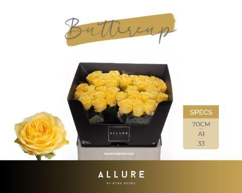 Срезанные цветы оптом Rosa large buttercup Allure от 40шт из Голландии с доставкой по России