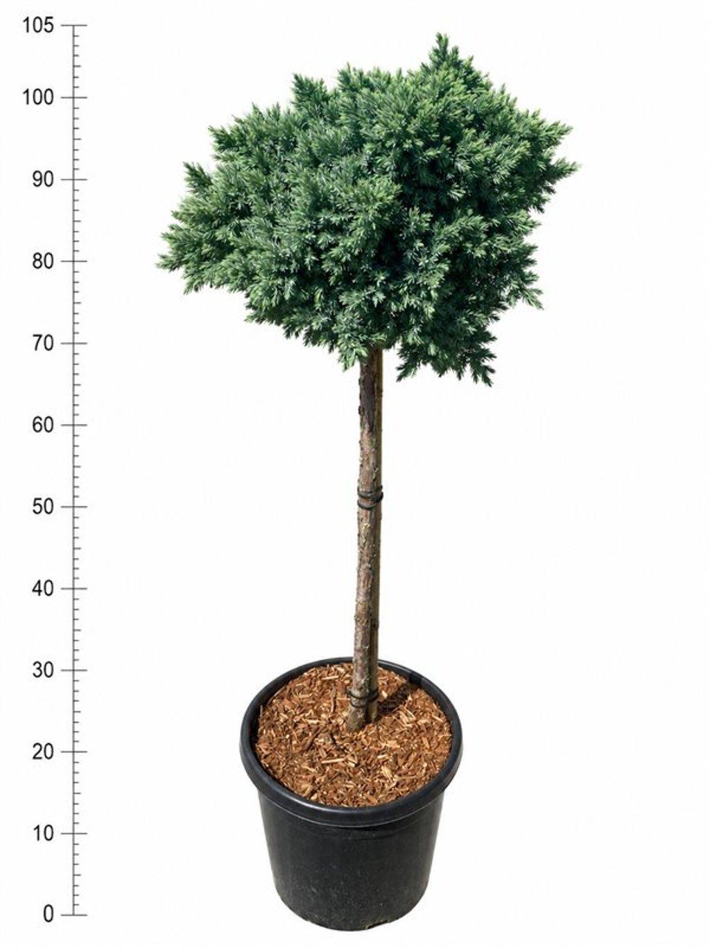 Горшечные цветы и растения оптом Juniperus Squamata blue Star от 1шт из Голландии с доставкой по России