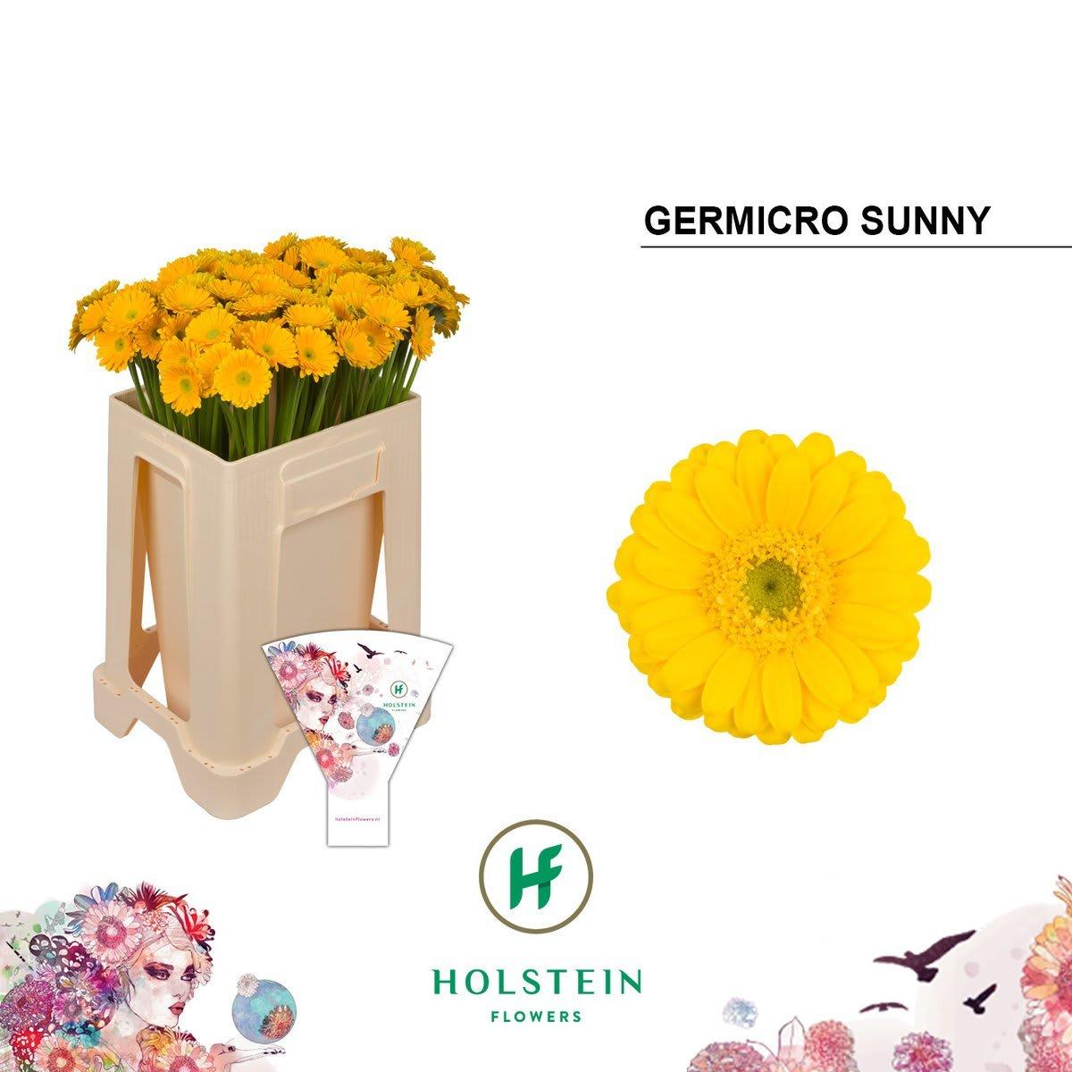 Срезанные цветы оптом Germini nano germicro canari от 100шт из Голландии с доставкой по России