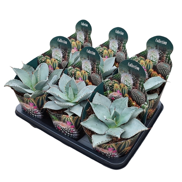 Горшечные цветы и растения оптом Agave Pygmaea Dragon Toes Potcover от 6шт из Голландии с доставкой по России