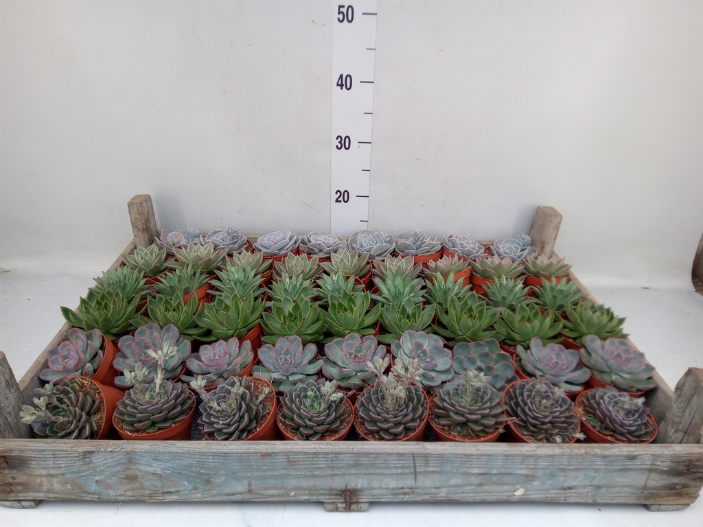 Горшечные цветы и растения оптом Echeveria   ... от 52шт (для телеги) из Голландии с доставкой по России