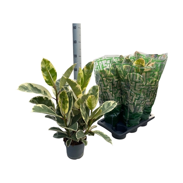 Горшечные цветы и растения оптом Ficus El Tineke Branched от 6шт из Голландии с доставкой по России