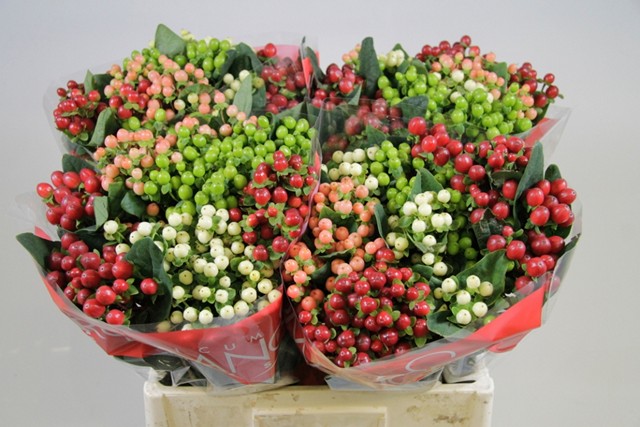 Срезанные цветы оптом Hypericum rainbow romance от 100шт. из Голландии с доставкой по России