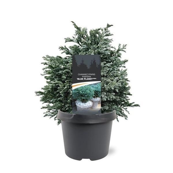 Горшечные цветы и растения оптом Chamaecyparis Pis Blue Planet от 1шт из Голландии с доставкой по России