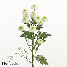 Срезанные цветы оптом Chrys sa collin от 75шт из Голландии с доставкой по России