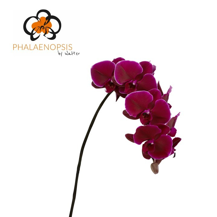Срезанные цветы оптом Phalaenopsis velvet janet (per stem) от 15шт из Голландии с доставкой по России