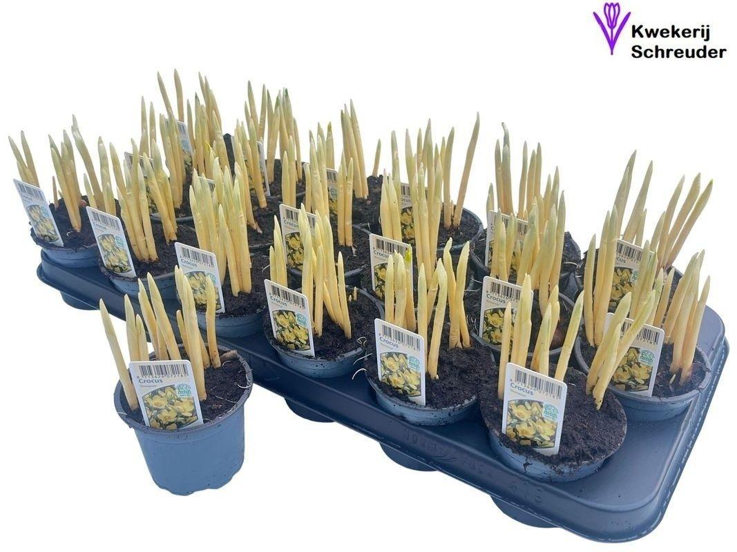 Горшечные цветы и растения оптом Crocus Ov In Pot от 18шт (для телеги) из Голландии с доставкой по России