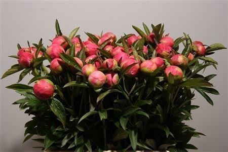 Срезанные цветы оптом Paeonia coral charm от 60шт из Голландии с доставкой по России
