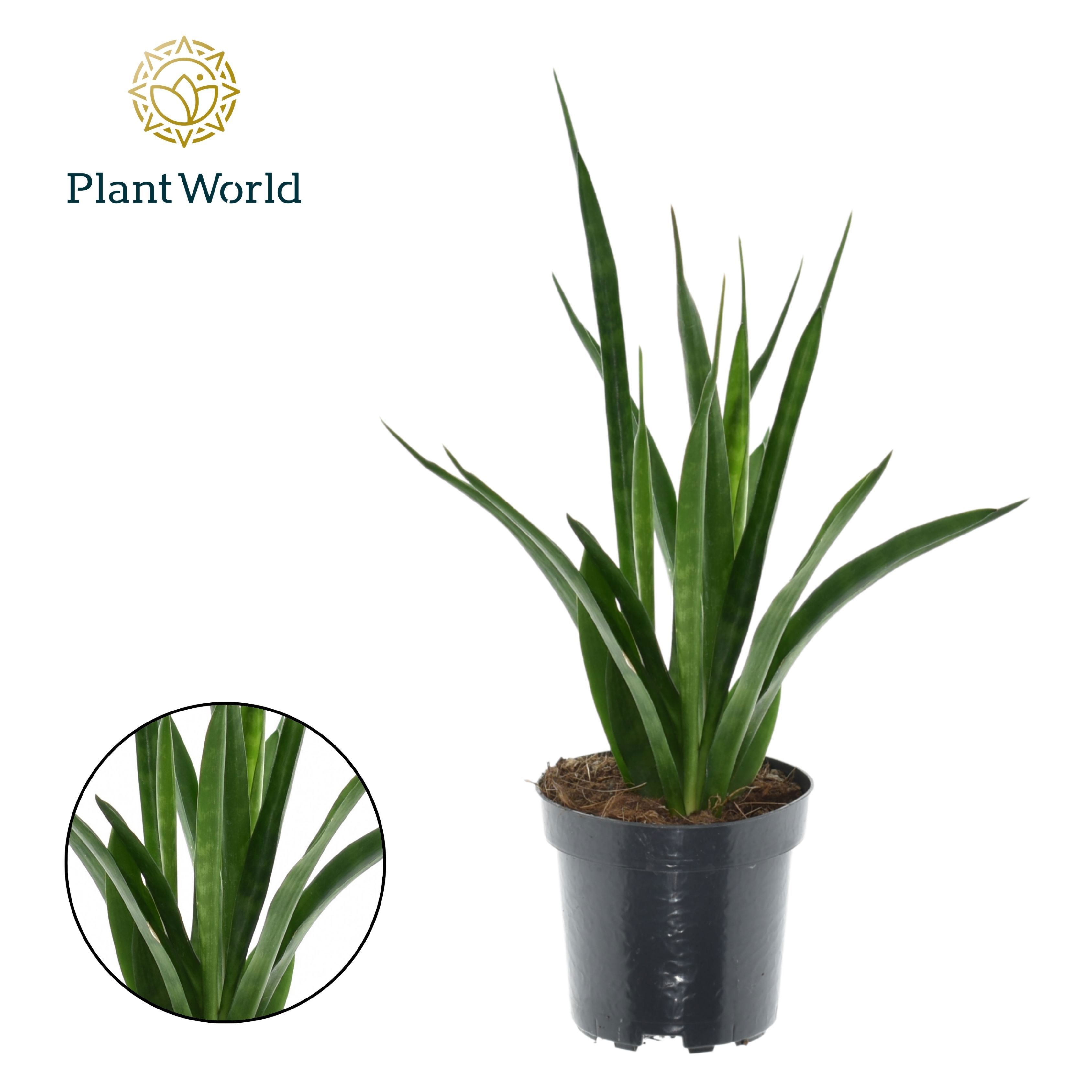 Горшечные цветы и растения оптом Sansevieria Kirkii Friends от 11шт из Голландии с доставкой по России