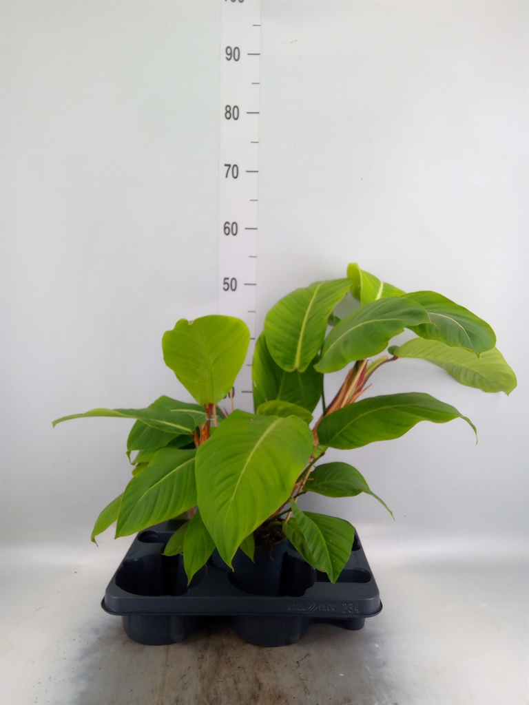 Горшечные цветы и растения оптом Philodendron   ... от 1шт из Голландии с доставкой по России