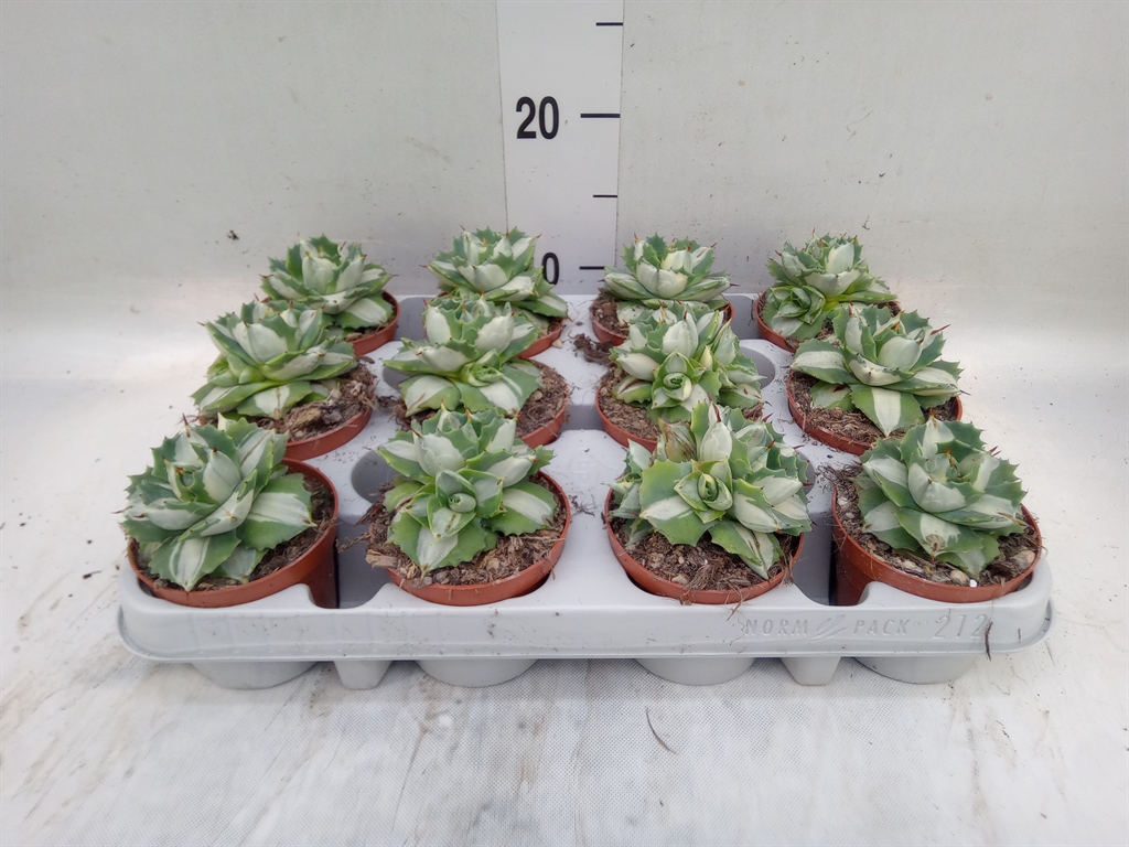 Горшечные цветы и растения оптом Agave   ... от 12шт (для телеги) из Голландии с доставкой по России