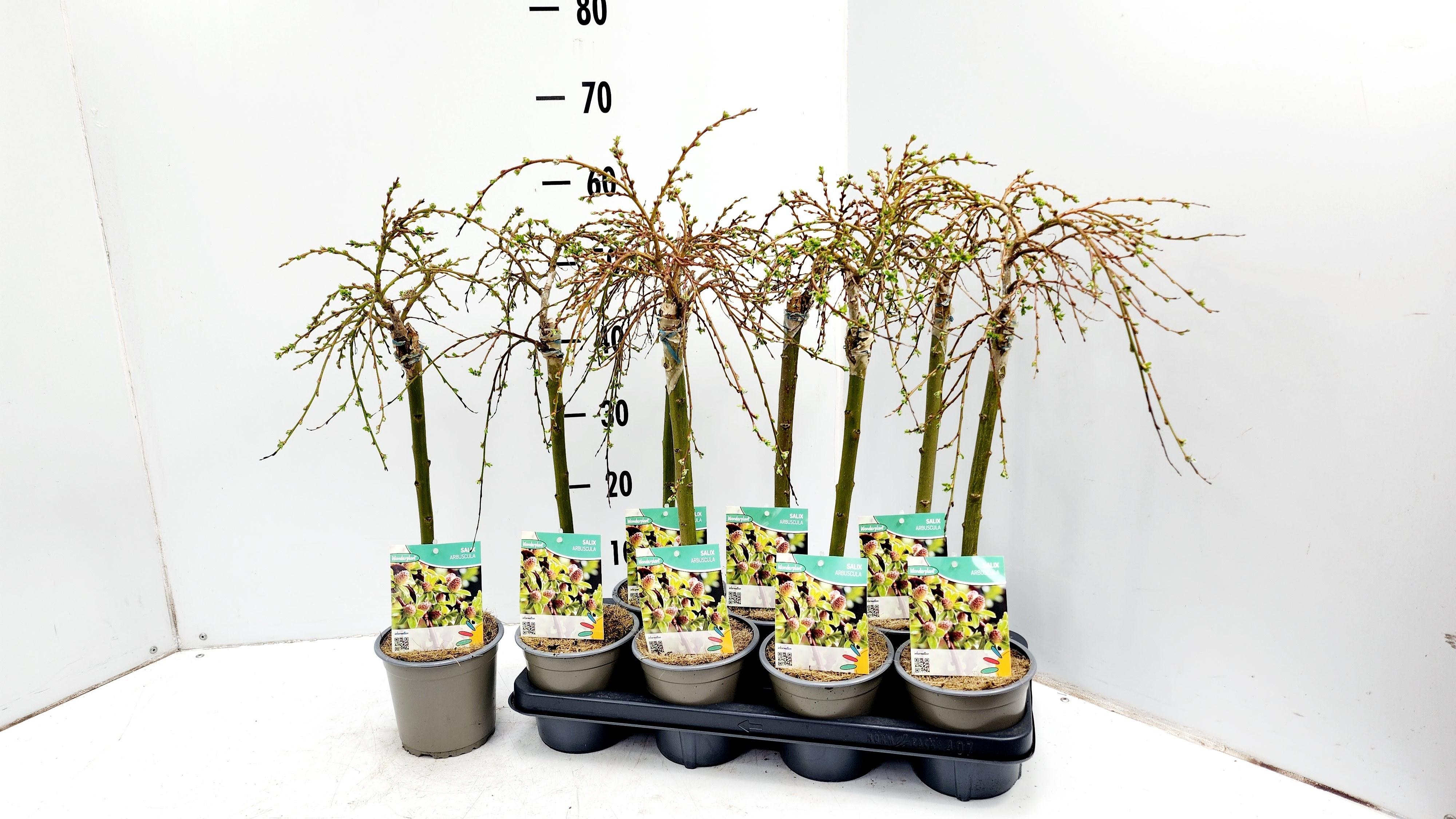 Горшечные цветы и растения оптом Salix Arbuscula от 7шт из Голландии с доставкой по России