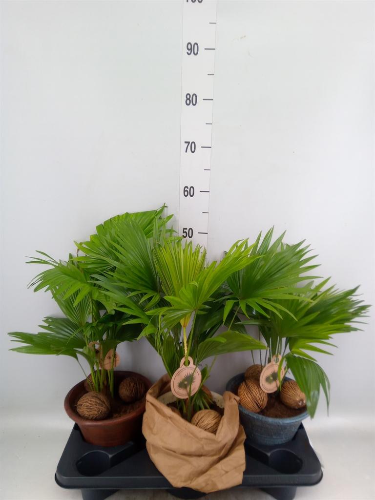 Горшечные цветы и растения оптом Livistona Rotundifolia от 3шт из Голландии с доставкой по России