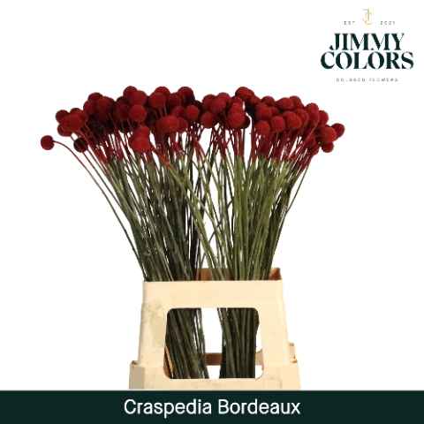 Срезанные цветы оптом Craspedia paint bordeaux от 50шт из Голландии с доставкой по России