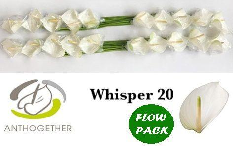 Срезанные цветы оптом Anthurium whisper от 20шт из Голландии с доставкой по России