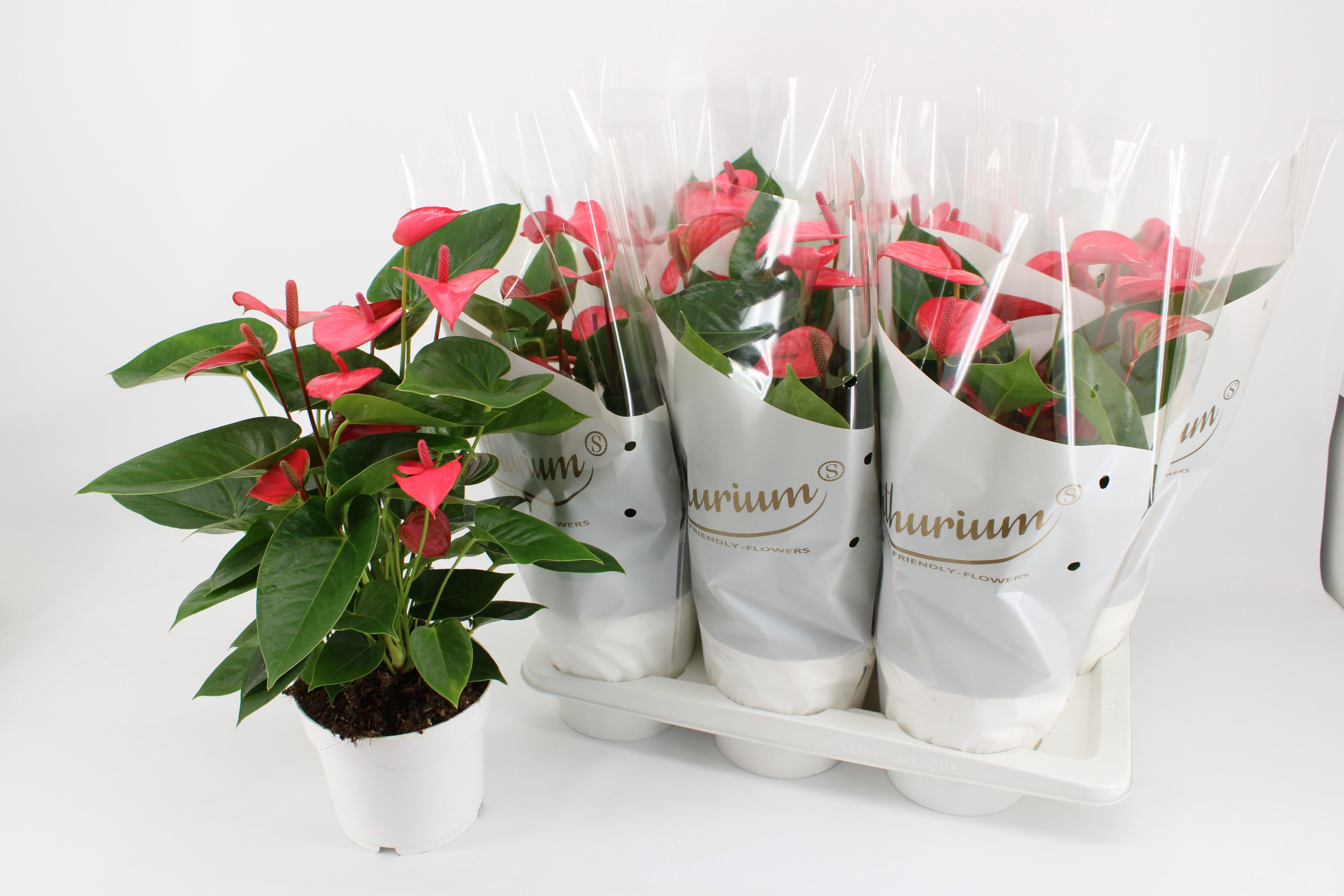 Горшечные цветы и растения оптом Anthu An Pink Champi от 6шт из Голландии с доставкой по России