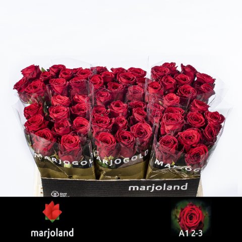 Срезанные цветы оптом Rosa large red naomi! от 60шт из Голландии с доставкой по России