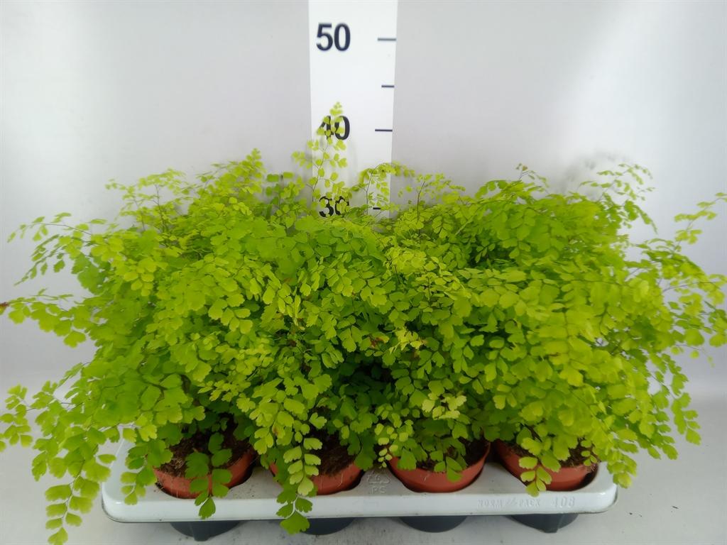 Горшечные цветы и растения оптом Adiantum Raddi. fragrans от 8шт из Голландии с доставкой по России