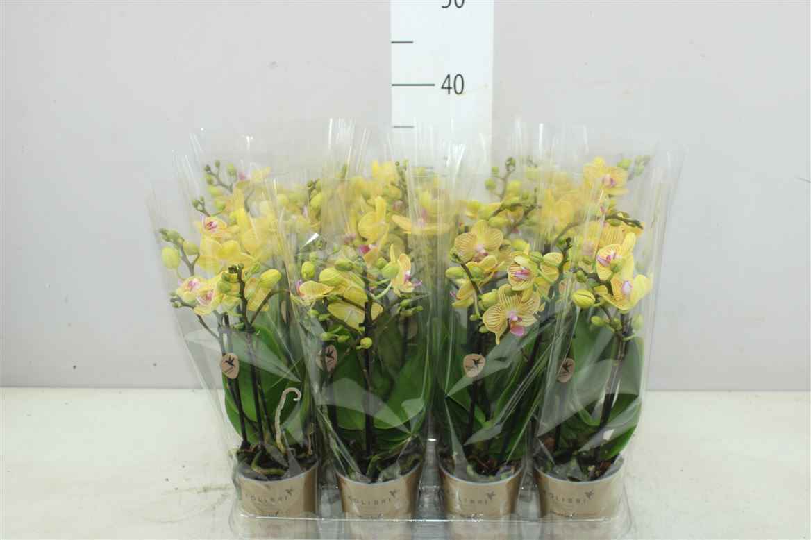 Горшечные цветы и растения оптом Phal Midi Oranje 2 Tak от 12шт из Голландии с доставкой по России