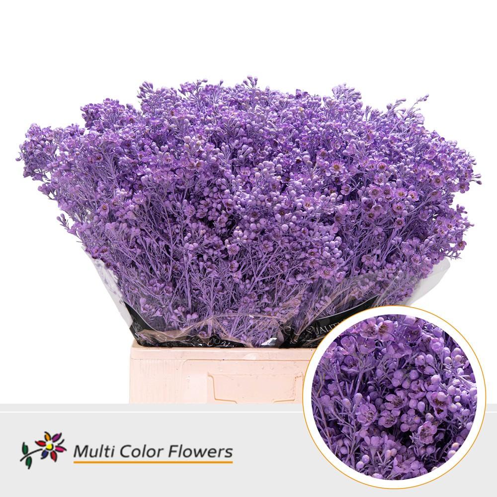 Срезанные цветы оптом Chamelaucium paint milka от 75шт. из Голландии с доставкой по России