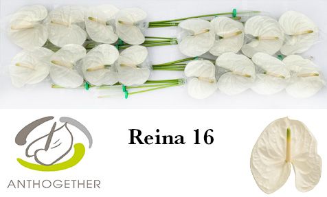 Срезанные цветы оптом Anthurium reina 294 от 16шт из Голландии с доставкой по России