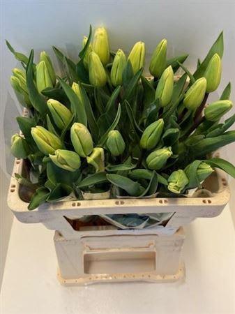 Срезанные цветы оптом Tulipa si lavender magic от 25шт из Голландии с доставкой по России