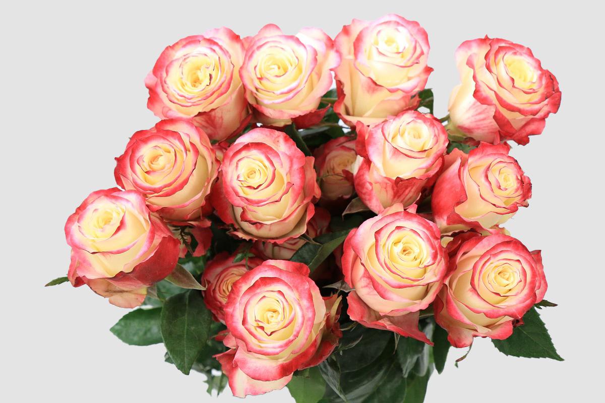 Срезанные цветы оптом Rosa ec sweetnesse от 125шт из Голландии с доставкой по России