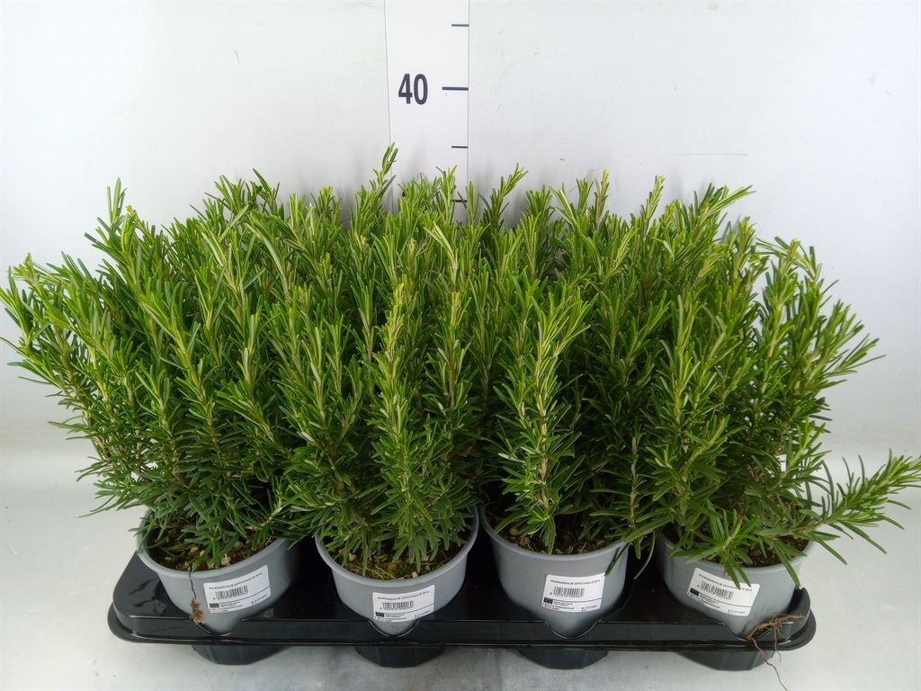 Горшечные цветы и растения оптом Rosmarinus Offi.   ... от 8шт из Голландии с доставкой по России