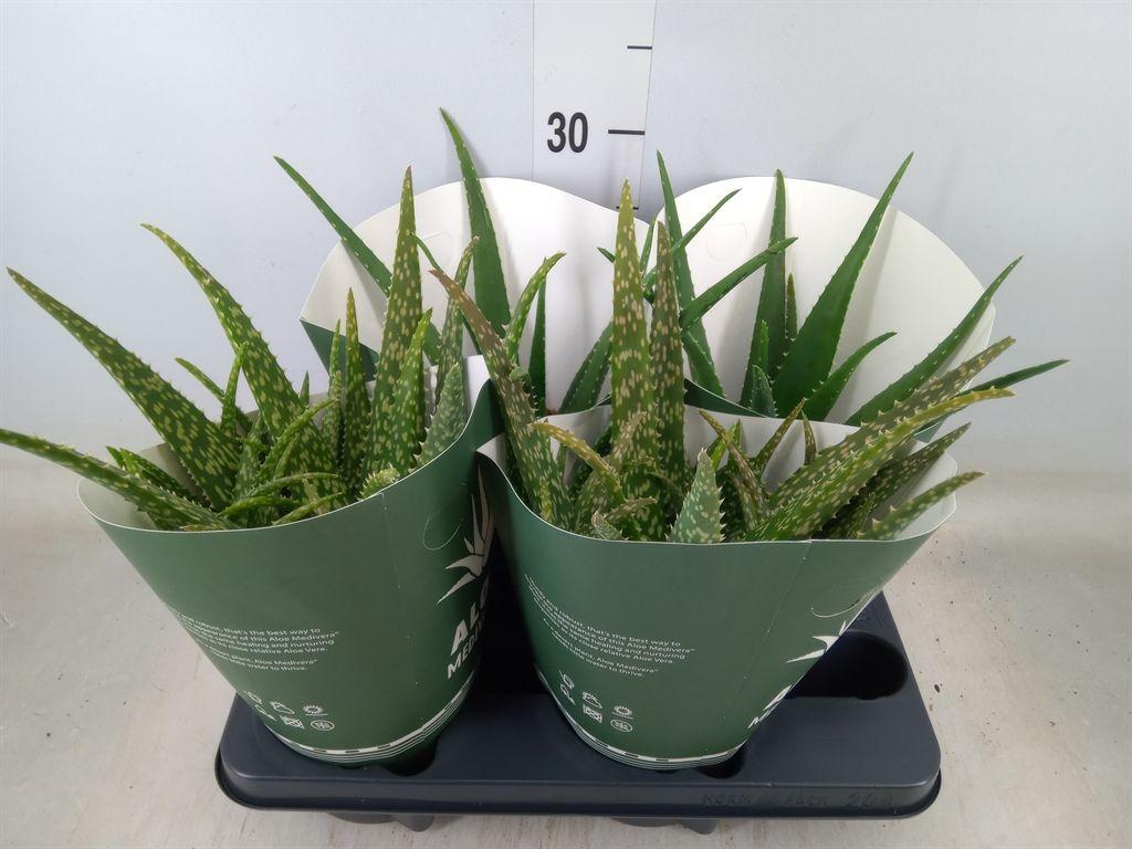 Горшечные цветы и растения оптом Aloe   ...mix от 4шт из Голландии с доставкой по России