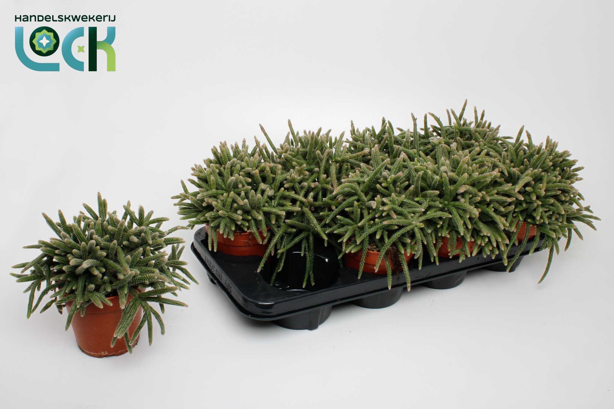 Горшечные цветы и растения оптом Rhipsalis Baccifera Horrida от 8шт из Голландии с доставкой по России