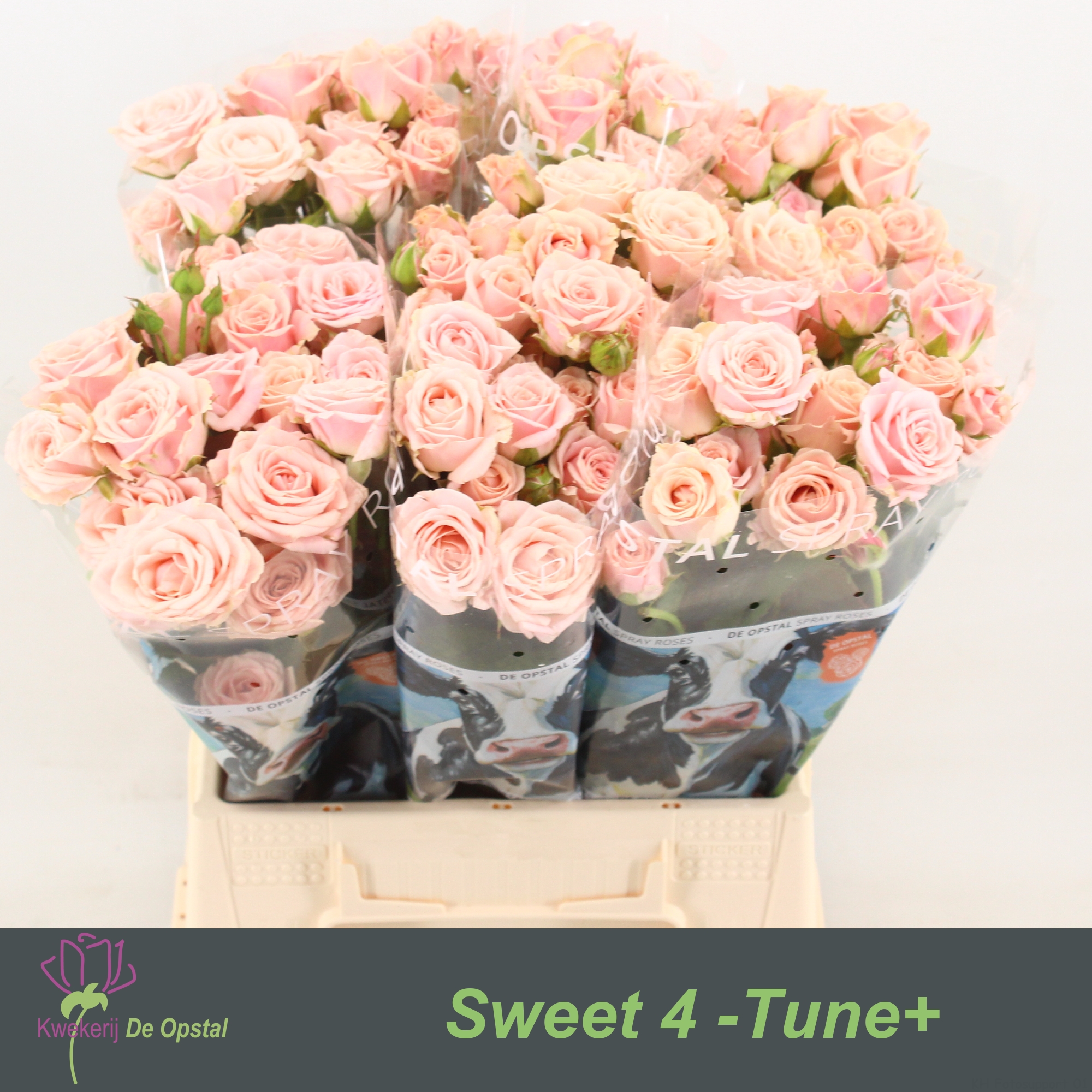Срезанные цветы оптом Rosa spray sweet 4 tune от 60шт из Голландии с доставкой по России