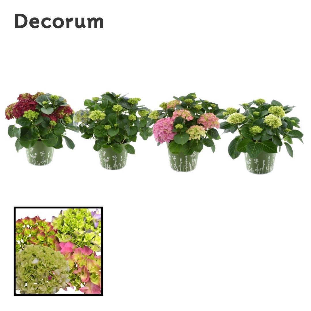 Горшечные цветы и растения оптом Hydrangea Bol Mix от 1шт из Голландии с доставкой по России