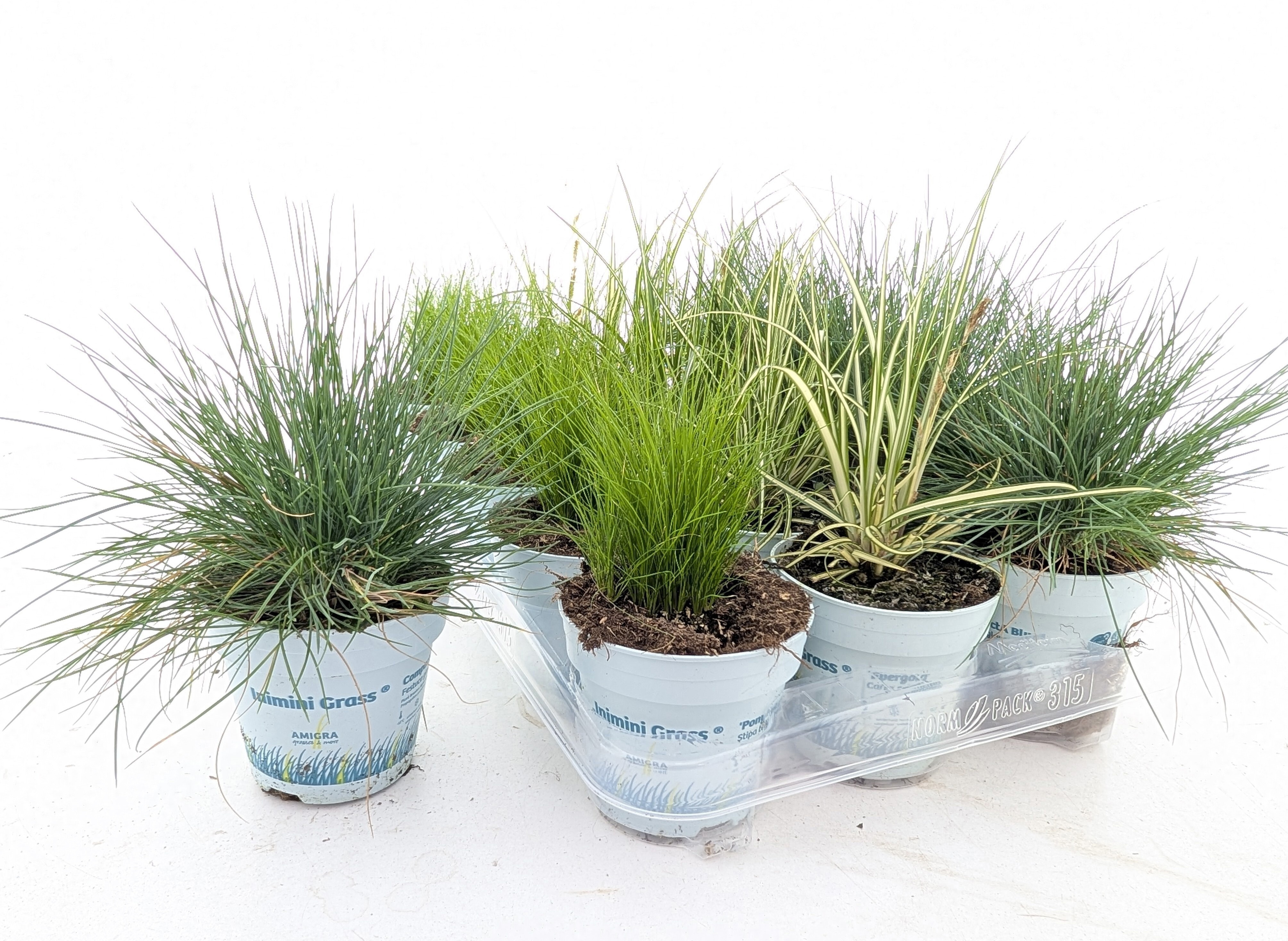 Горшечные цветы и растения оптом Sierg Gem 3 Srt Fust от 15шт из Голландии с доставкой по России