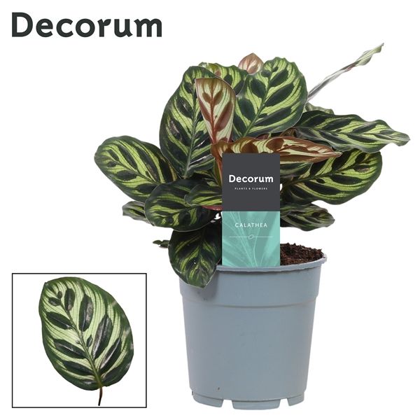 Горшечные цветы и растения оптом Calathea Makoyana (decorum) от 6шт из Голландии с доставкой по России