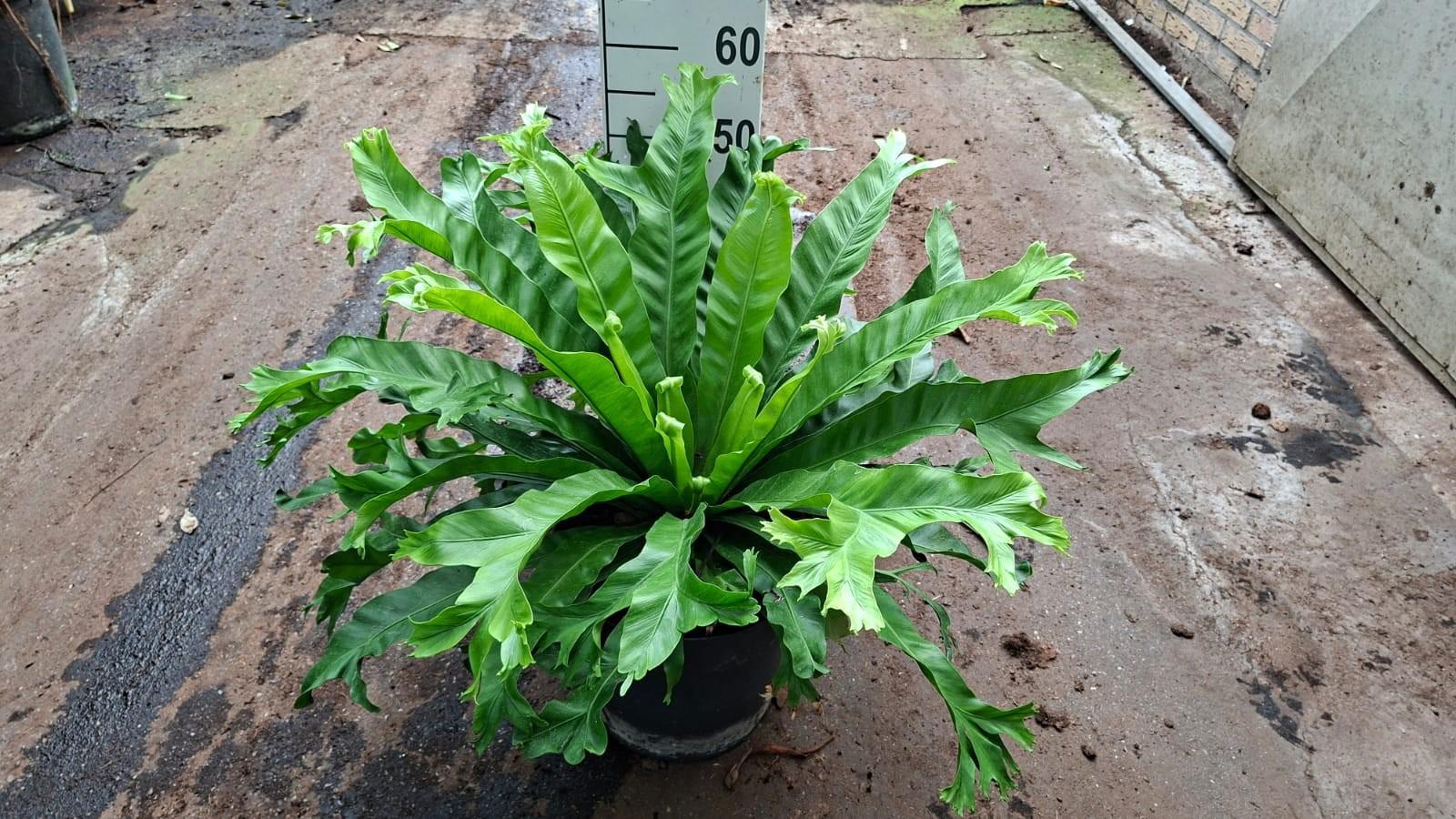 Горшечные цветы и растения оптом Asplenium Antiquum Leslie от 1шт из Голландии с доставкой по России