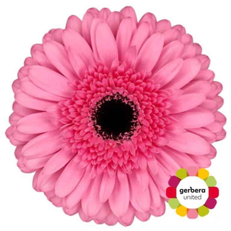 Срезанные цветы оптом Gerbera peppa от 50шт из Голландии с доставкой по России