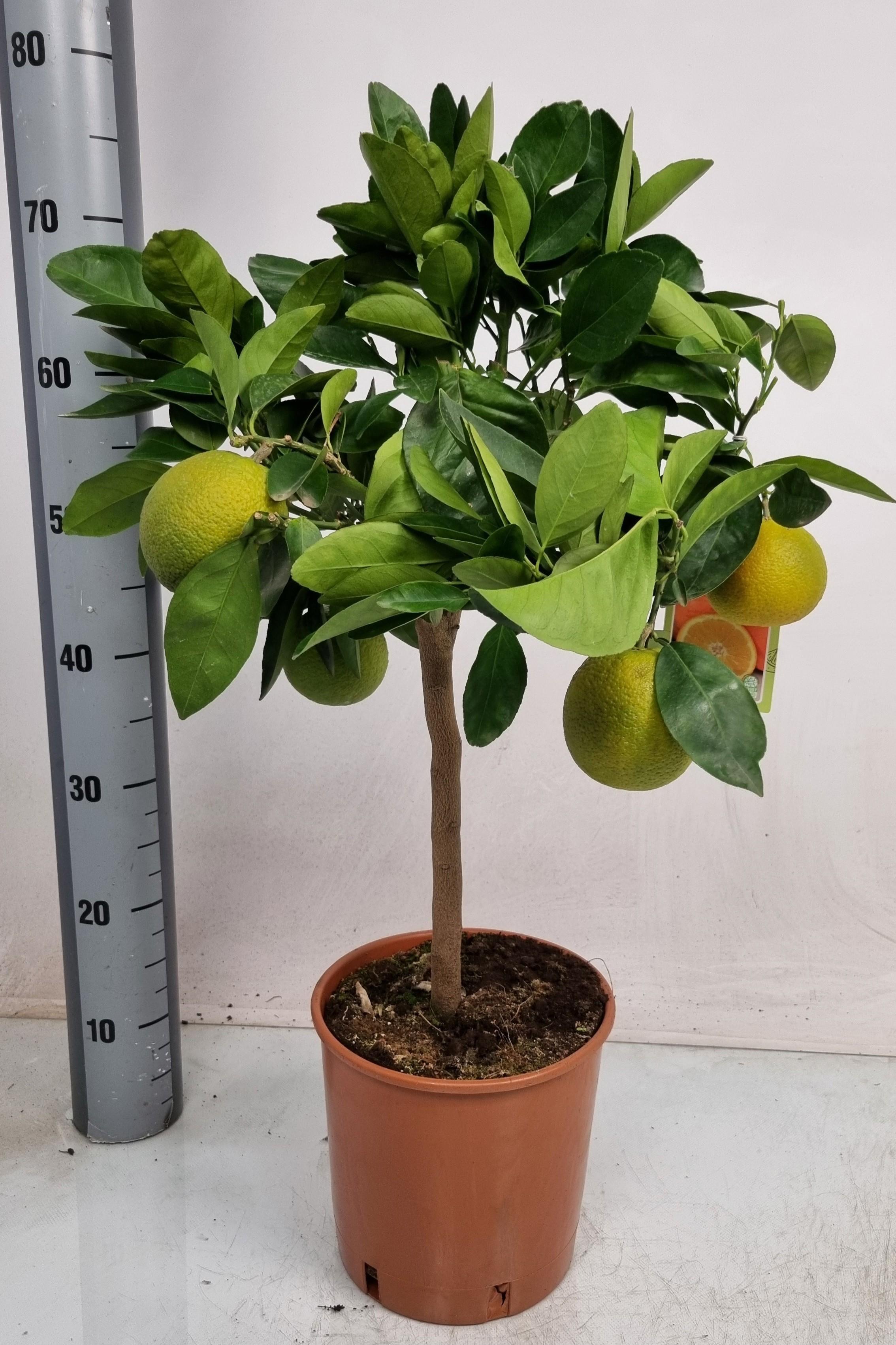 Горшечные цветы и растения оптом Citr Sinensis от 1шт (для телеги) из Голландии с доставкой по России