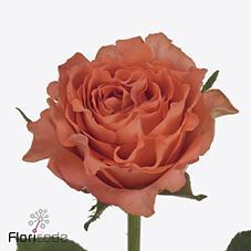 Срезанные цветы оптом Rosa large sacred от 50шт из Голландии с доставкой по России