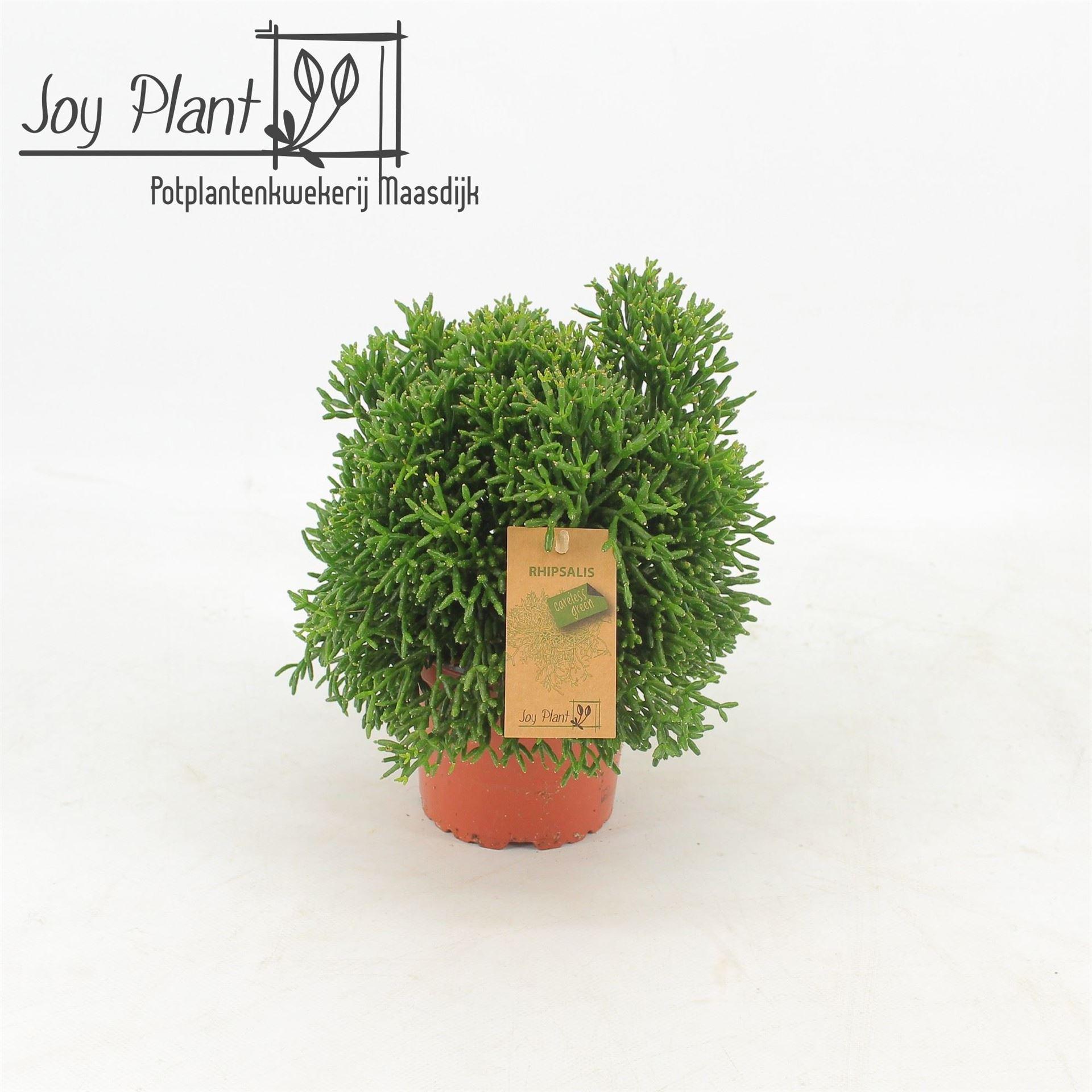 Горшечные цветы и растения оптом Rhipsalis   ... от 6шт из Голландии с доставкой по России