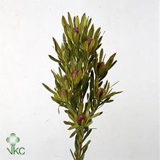 Срезанные цветы оптом Leucadendron cape spice от 60шт из Голландии с доставкой по России