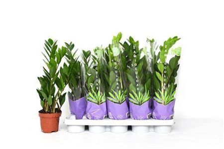 Горшечные цветы и растения оптом Zamioculcas 3+ от 10шт из Голландии с доставкой по России