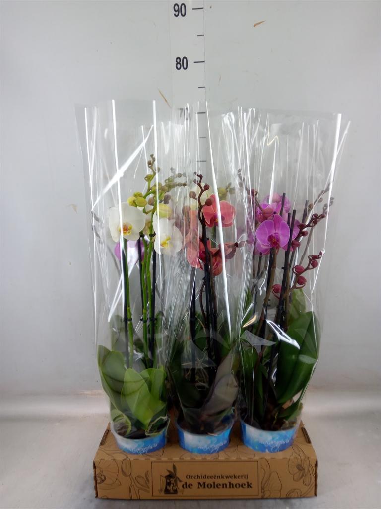 Горшечные цветы и растения оптом Phalaenopsis   ...mix  4 от 6шт из Голландии с доставкой по России