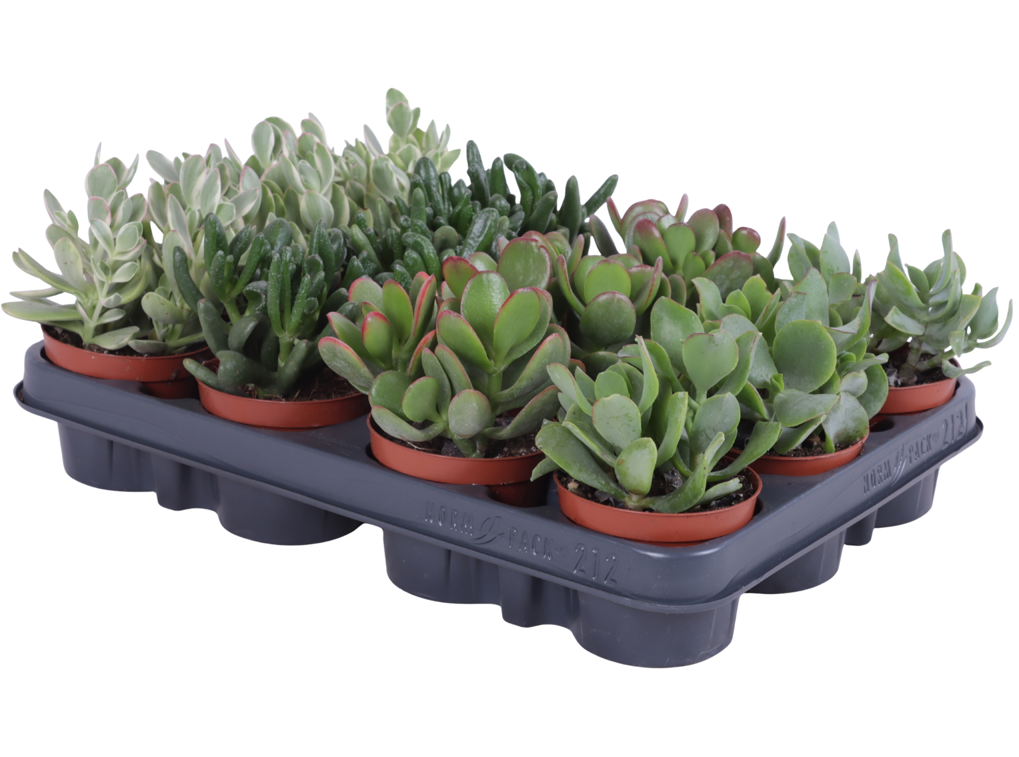 Горшечные цветы и растения оптом Crassula Mix 8,5 Cm от 12шт (для телеги) из Голландии с доставкой по России