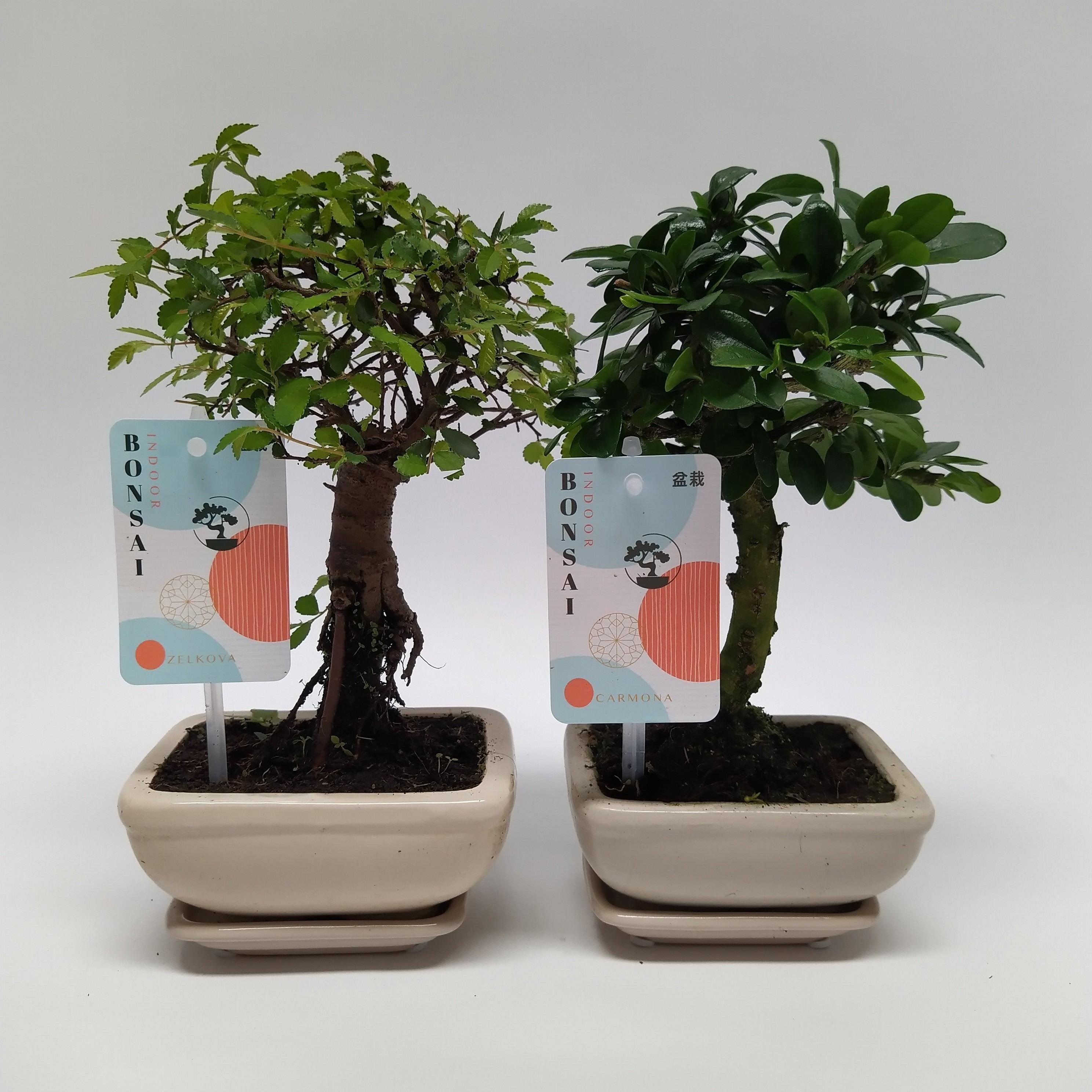 Горшечные цветы и растения оптом Bonsai Mix Landscape от 14шт из Голландии с доставкой по России