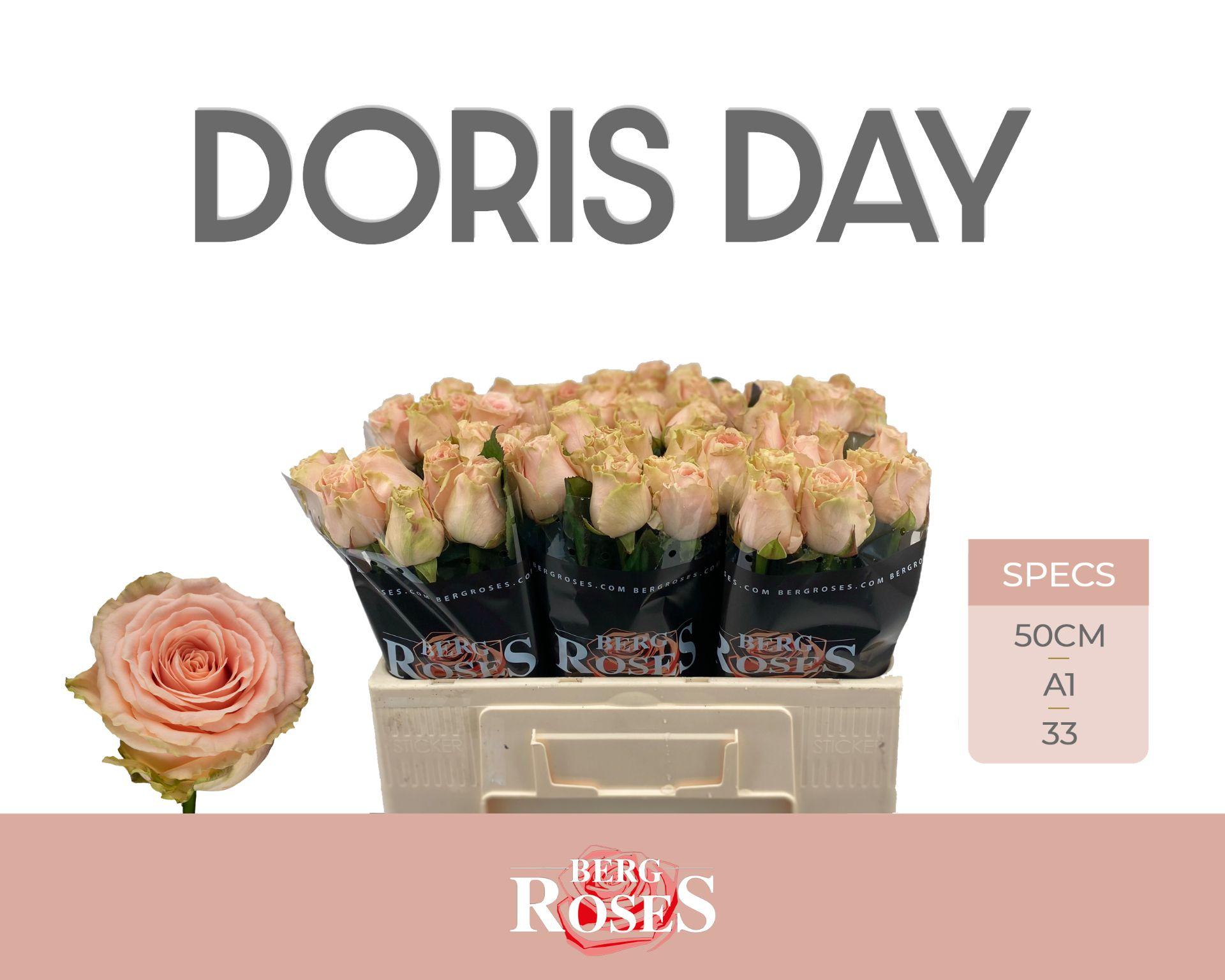 Срезанные цветы оптом Rosa large doris day от 60шт из Голландии с доставкой по России